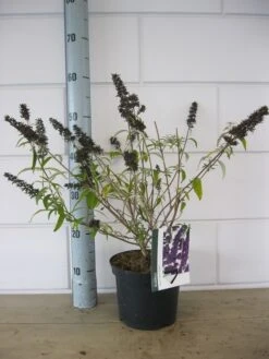 Vlinderstruik (Buddleja Davidii 'Black Knight') -Aanbiedingen Groene Hekken Winkel buddleja black knight c3 23 10 2018