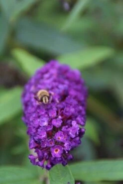Vlinderstruik (Buddleja Davidii 'Black Knight') -Aanbiedingen Groene Hekken Winkel buddleja davidii black knight 3