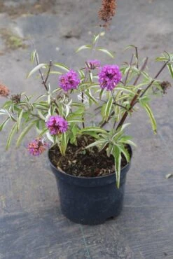 Vlinderstruik (Buddleja Davidii Petite 'Tutti Frutti') 14 Vlinderstruik (Buddleja Davidii Petite 'Tutti Frutti') -Aanbiedingen Groene Hekken Winkel buddleja davidii petite tutti fruitti 2 3.00 vita nova