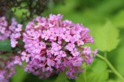 Vlinderstruik (Buddleja Davidii 'Pink Delight') -Aanbiedingen Groene Hekken Winkel buddleja davidii pink delight 4