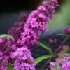 Vlinderstruik (Buddleja Davidii Petite 'Tutti Frutti') -Aanbiedingen Groene Hekken Winkel buddleja free petite tutti fruitti podoras 13 7