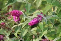 Vlinderstruik (Buddleja 'Miss Ruby') -Aanbiedingen Groene Hekken Winkel buddleja miss ruby 7