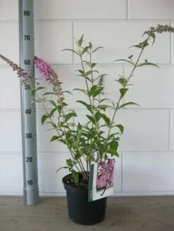 Vlinderstruik (Buddleja Davidii 'Pink Delight') -Aanbiedingen Groene Hekken Winkel buddleja pink delight c3 bloem 19 7 2016