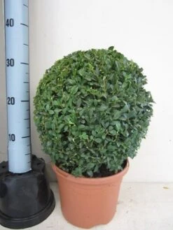 Buxusbol (Buxus Sempervirens, Bolvorm) -Aanbiedingen Groene Hekken Winkel buxus 30 cm bol 1