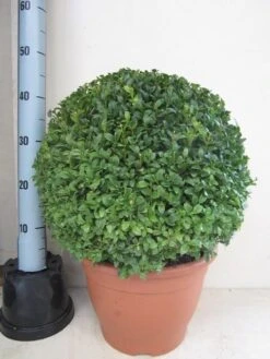 Buxusbol (Buxus Sempervirens, Bolvorm) 41 Buxusbol (Buxus Sempervirens, Bolvorm) -Aanbiedingen Groene Hekken Winkel buxus 40 cm bol