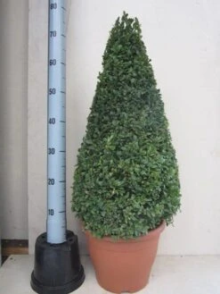 Buxus Als Pyramide (Buxus Sempervirens) -Aanbiedingen Groene Hekken Winkel buxus 50 60 pyramide