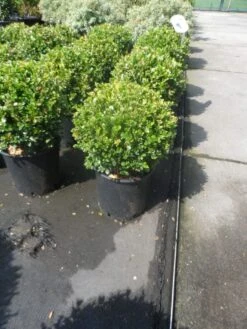Buxus Meeneemhaag (Buxus Microphylla 'Faulkner') -Aanbiedingen Groene Hekken Winkel buxus microphylla faulkner bol 25 30 1