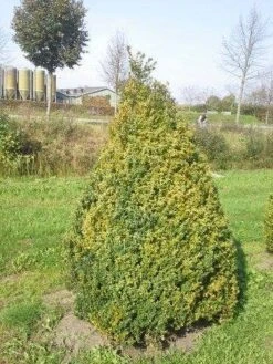 Buxus Als Pyramide (Buxus Sempervirens) -Aanbiedingen Groene Hekken Winkel buxus semp 160 180