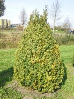 Buxus Als Pyramide (Buxus Sempervirens) -Aanbiedingen Groene Hekken Winkel buxus semp 160 180 1