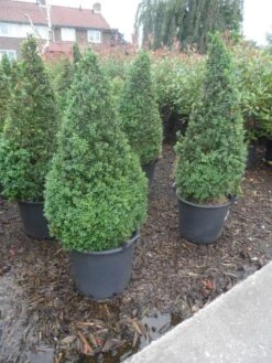 Buxus Als Pyramide (Buxus Sempervirens) -Aanbiedingen Groene Hekken Winkel buxus sempervirens 60 80 100 c35 pyramide