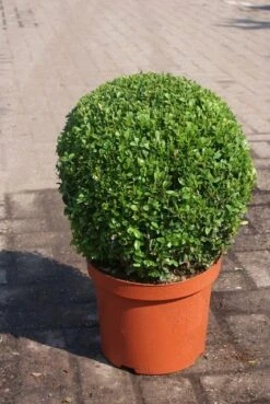 Buxusbol (Buxus Sempervirens, Bolvorm) 26 Buxusbol (Buxus Sempervirens, Bolvorm) -Aanbiedingen Groene Hekken Winkel buxus sempervirens bol