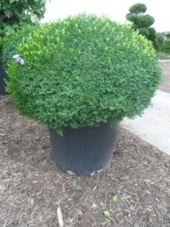 Buxusbol (Buxus Sempervirens, Bolvorm) 35 Buxusbol (Buxus Sempervirens, Bolvorm) -Aanbiedingen Groene Hekken Winkel buxus sempervirens bol 120 130