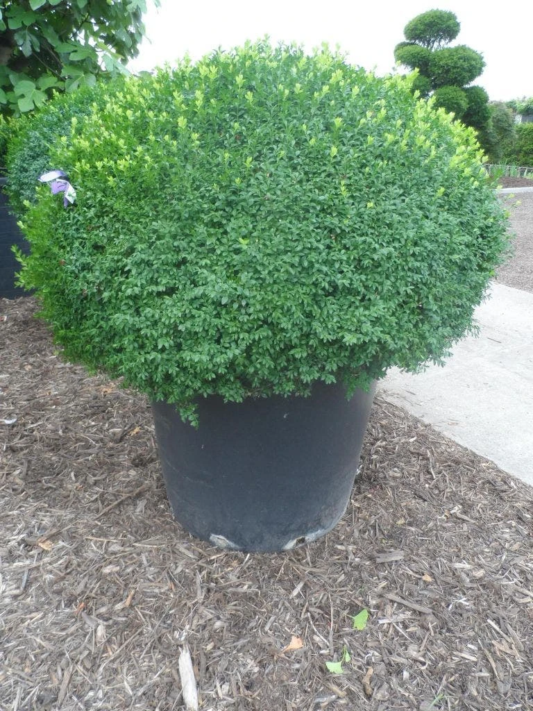 Buxusbol (Buxus Sempervirens, Bolvorm) 16 Buxusbol (Buxus Sempervirens, Bolvorm) - Afbeelding 14