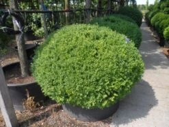 Buxusbol (Buxus Sempervirens, Bolvorm) 36 Buxusbol (Buxus Sempervirens, Bolvorm) -Aanbiedingen Groene Hekken Winkel buxus sempervirens bol 120 140