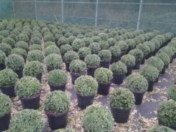 Buxusbol (Buxus Sempervirens, Bolvorm) -Aanbiedingen Groene Hekken Winkel buxus sempervirens bol 20 25 30 c7 10 1
