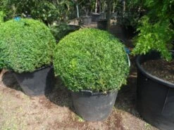 Buxusbol (Buxus Sempervirens, Bolvorm) -Aanbiedingen Groene Hekken Winkel buxus sempervirens bol 80 90 c110 1