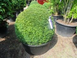 Buxusbol (Buxus Sempervirens, Bolvorm) -Aanbiedingen Groene Hekken Winkel buxus sempervirens bol 90 100 c200 1