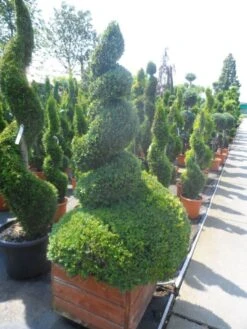 Buxus Als Spiraal (Buxus Sempervirens) -Aanbiedingen Groene Hekken Winkel buxus sempervirens spiraal 150 175 houten bak extra dik