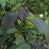 Purperkleurige Trompetboom (Catalpa Erubescens 'Purpurea') -Aanbiedingen Groene Hekken Winkel caepurpu 6