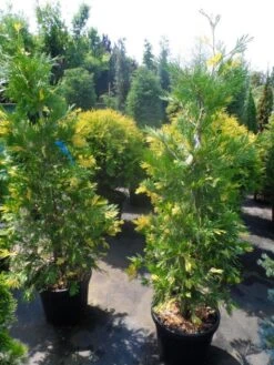 Bonte Libocedrus (Calocedrus Decurrens 'Aureovariegata') -Aanbiedingen Groene Hekken Winkel calocedrus decurrens aureovariegata 125 150 175
