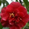 Camelia Als Leivorm (Camellia Japonica 'Doctor Burnside') -Aanbiedingen Groene Hekken Winkel cam