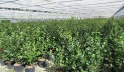 Camelia (Camellia 'Debbie') 17 Camelia (Camellia 'Debbie') -Aanbiedingen Groene Hekken Winkel camellia 4 1