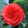 Camellia (Camellia Japonica 'Black Lace') -Aanbiedingen Groene Hekken Winkel camellia black lace 2