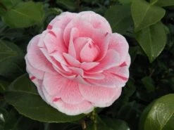 Camelia (Camellia Japonica 'Bonomiana') -Aanbiedingen Groene Hekken Winkel camellia bonomiana