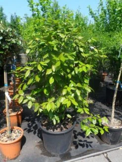 Camelia Als Leivorm (Camellia Japonica) -Aanbiedingen Groene Hekken Winkel camellia japonica 125 150 175 c50