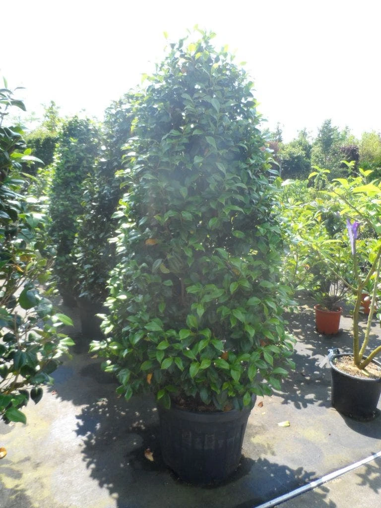 Camelia (Camellia, Wit) 9 Camelia (Camellia, Wit) - Afbeelding 7