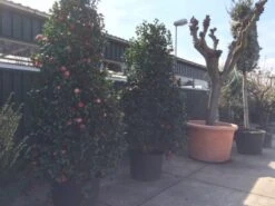 Camelia (Camellia, Rood) -Aanbiedingen Groene Hekken Winkel camellia japonica 200 250 300 extra 1 1