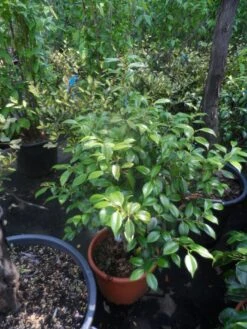 Camelia (Camellia, Rood) -Aanbiedingen Groene Hekken Winkel camellia japonica 60 80 c20 25