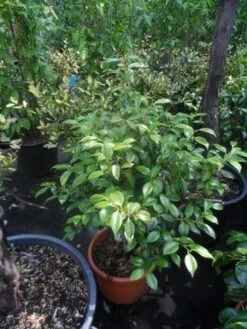 Camelia (Camellia, Wit) 15 Camelia (Camellia, Wit) -Aanbiedingen Groene Hekken Winkel camellia japonica 60 80 c20 25 1 1