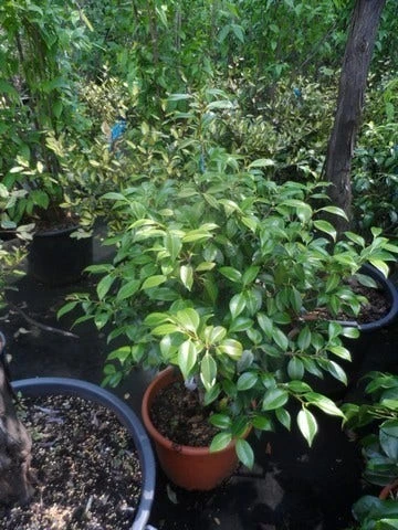 Camelia (Camellia, Wit) 8 Camelia (Camellia, Wit) - Afbeelding 6