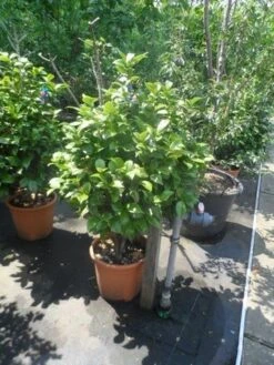 Camelia (Camellia, Wit) 17 Camelia (Camellia, Wit) -Aanbiedingen Groene Hekken Winkel camellia japonica 80 100 1