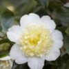 Camelia (Camellia Japonica 'Brushfield's Yellow') -Aanbiedingen Groene Hekken Winkel camellia japonica brushfield s yellow