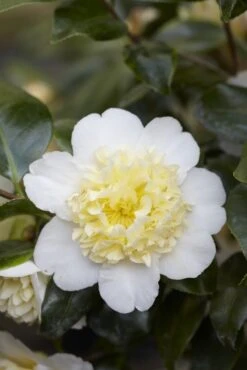 Camelia (Camellia Japonica 'Brushfield's Yellow')