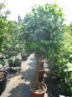 Camelia Op Stam (Camellia Japonica) -Aanbiedingen Groene Hekken Winkel camellia japonica halfstam c35 50