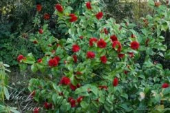 Camellia (Camellia Japonica 'Black Lace') -Aanbiedingen Groene Hekken Winkel camellia ret. black lace 1 2