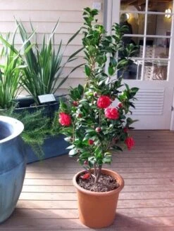Camellia (Camellia Japonica 'Black Lace') -Aanbiedingen Groene Hekken Winkel camellia ret. black lace 2