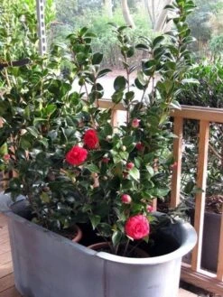 Camellia (Camellia Japonica 'Black Lace') -Aanbiedingen Groene Hekken Winkel camellia ret. black lace 3 2