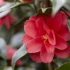 Camelia (Camellia Reticulata 'Mary Williams')