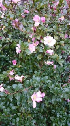 Camelia Als Boom (Camellia Sasanqua) -Aanbiedingen Groene Hekken Winkel camellia sasangua 2 1 1