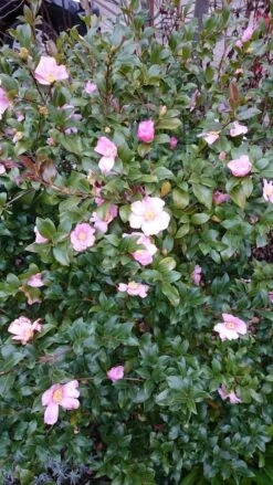 Camelia Als Bonsai (Camellia Sasanqua) -Aanbiedingen Groene Hekken Winkel camellia sasangua 4 2