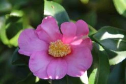Camelia (Camellia Sasanqua) -Aanbiedingen Groene Hekken Winkel camellia sasanqua 2 1