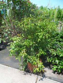 Camelia (Camellia Sasanqua) -Aanbiedingen Groene Hekken Winkel camellia sasanqua 60 80 100 c25