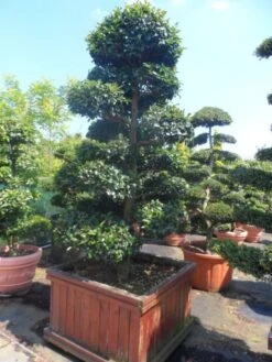 Camelia Als Bonsai (Camellia Sasanqua) -Aanbiedingen Groene Hekken Winkel camellia sasanqua bonsai 200 225 houten bak 1