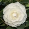 Camelia (Camellia Japonica ‘Perfection White’) 2 Camelia (Camellia Japonica ‘Perfection White’) -Aanbiedingen Groene Hekken Winkel camellia white p 1