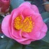 Camelia Als Leivorm (Camellia Japonica 'California') -Aanbiedingen Groene Hekken Winkel camelliacalifornia 1