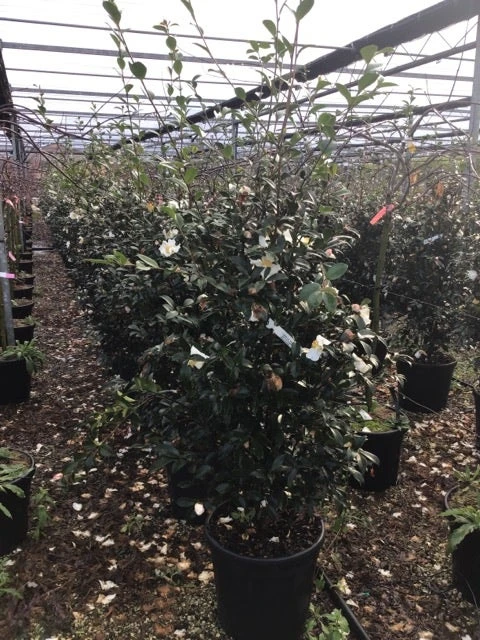 Camelia (Camellia Sasanqua 'Hino De Gumo') 4 Camelia (Camellia Sasanqua 'Hino De Gumo') - Afbeelding 2